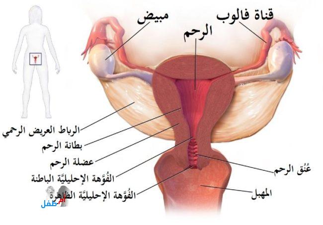 استعداد الجسم لحدوث الحمل