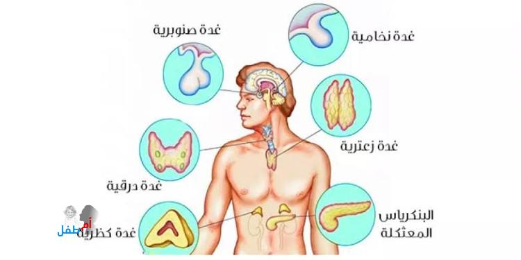 الغدد الصماء|جسم الإنسان