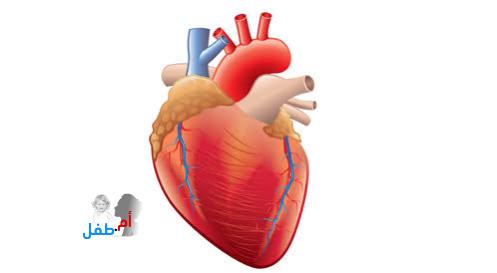 القلب| معلومات عامة عن جسم الانسان للأطفال