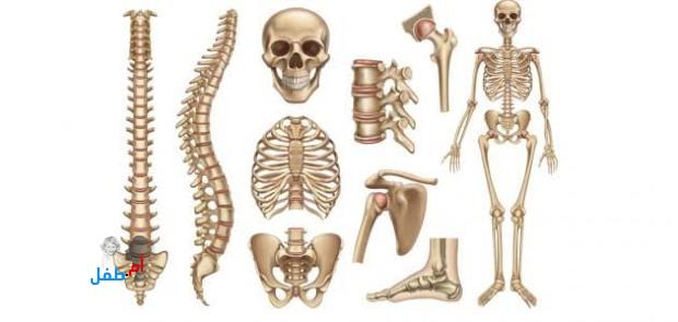 عظام الجسم| جسم الإنسان