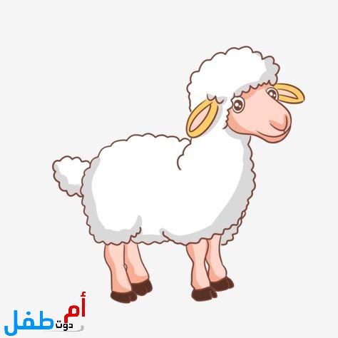 صور مضحكة عن خروف العيد