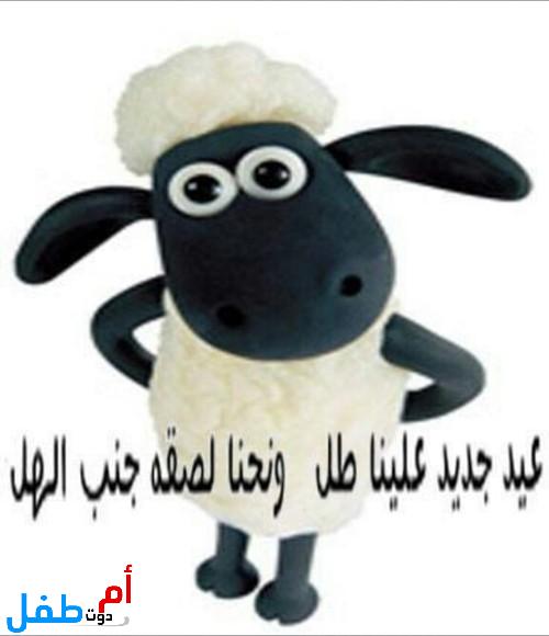 صور خروف العيد 2022 صور كبش العيد الكبير