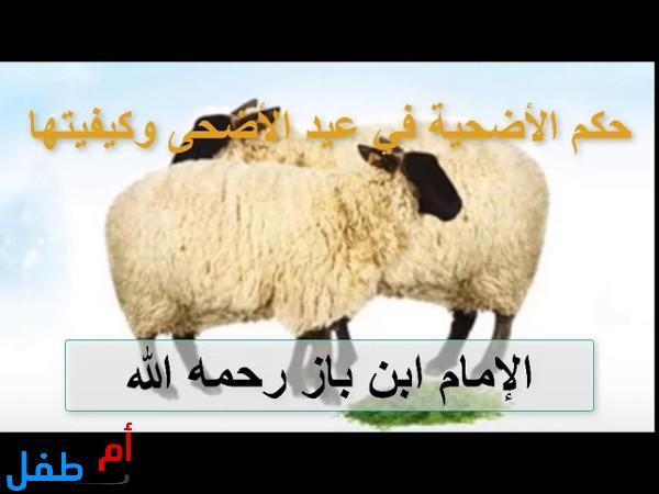 تعرف على الشروط الواجب توافرها في أضحية العيد