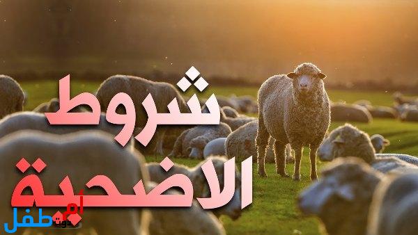 شروط الأضحية في العيد